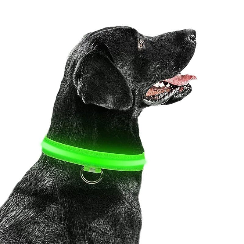 Glowing Led Light Up Dog Collar